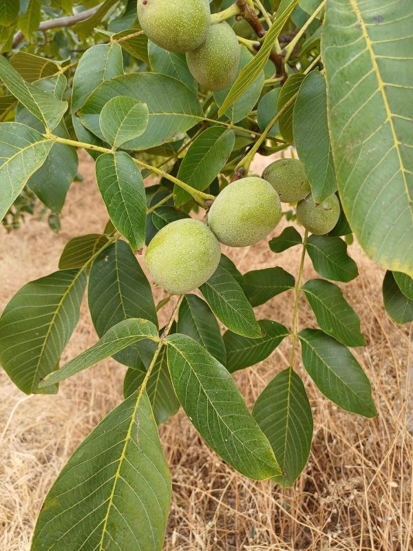 صفحه اصلی